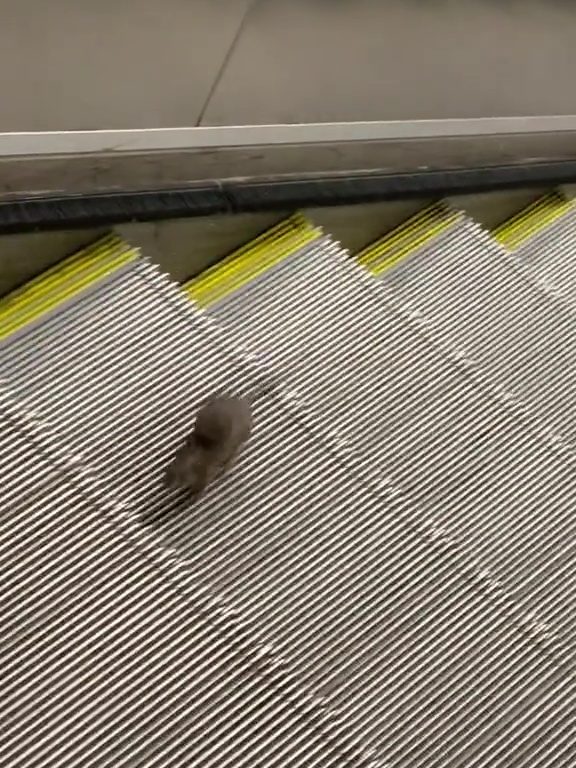 Eine New Yorker Sternmaus: Auf der Rolltreppe in die Unendlichkeit, virales Video