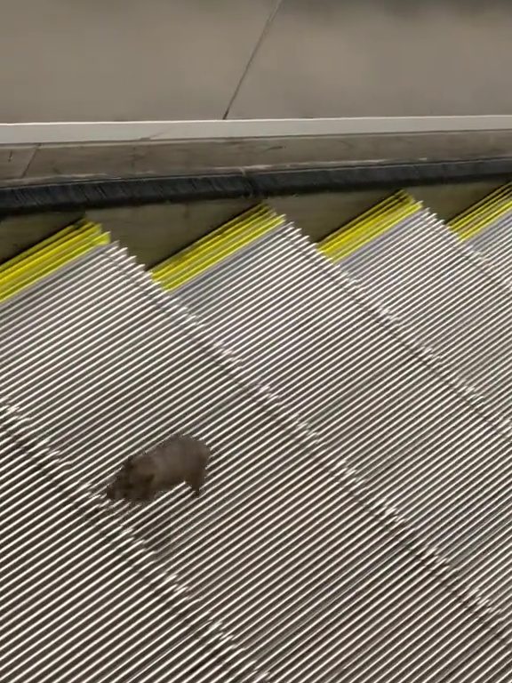 Eine New Yorker Sternmaus: Auf der Rolltreppe in die Unendlichkeit, virales Video