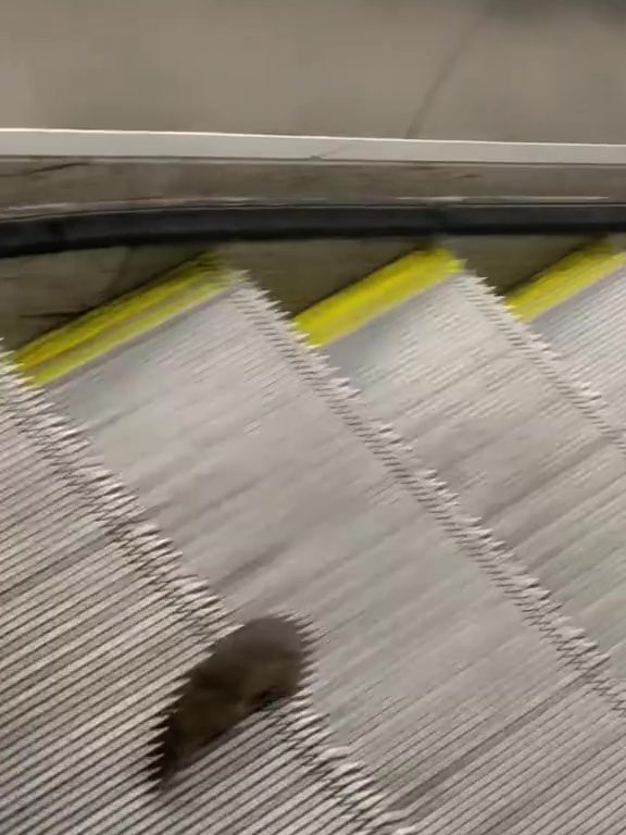 Eine New Yorker Sternmaus: Auf der Rolltreppe in die Unendlichkeit, virales Video