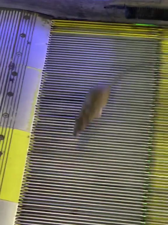 Eine New Yorker Sternmaus: Auf der Rolltreppe in die Unendlichkeit, virales Video