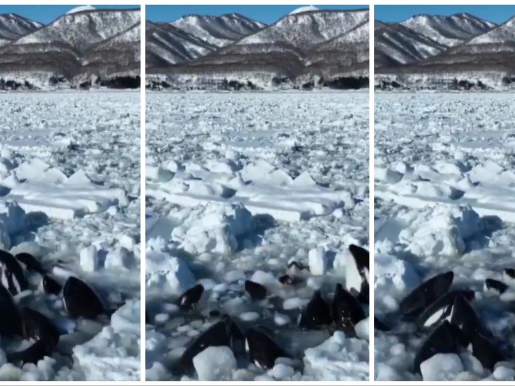 Orcas atrapadas en el hielo: nadie puede intervenir, el desgarrador vídeo