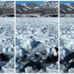Orche intrappolate nel ghiaccio: nessuno può intervenire, lo straziante video