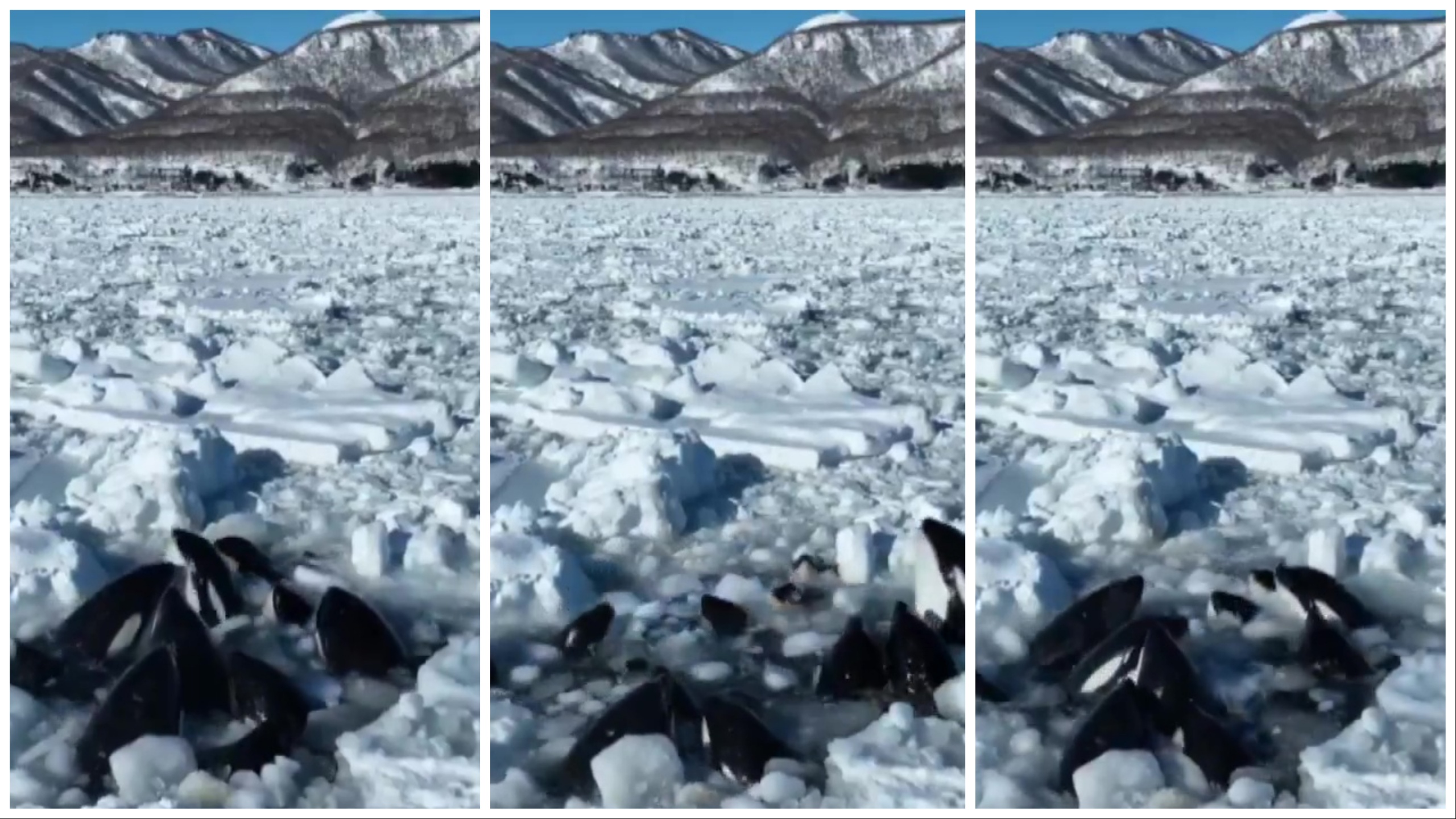 Orche intrappolate nel ghiaccio: nessuno può intervenire, lo straziante video