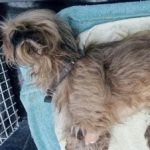 Cane mangiato vivo dalle pulci, al padrone condannato a non avere più animali