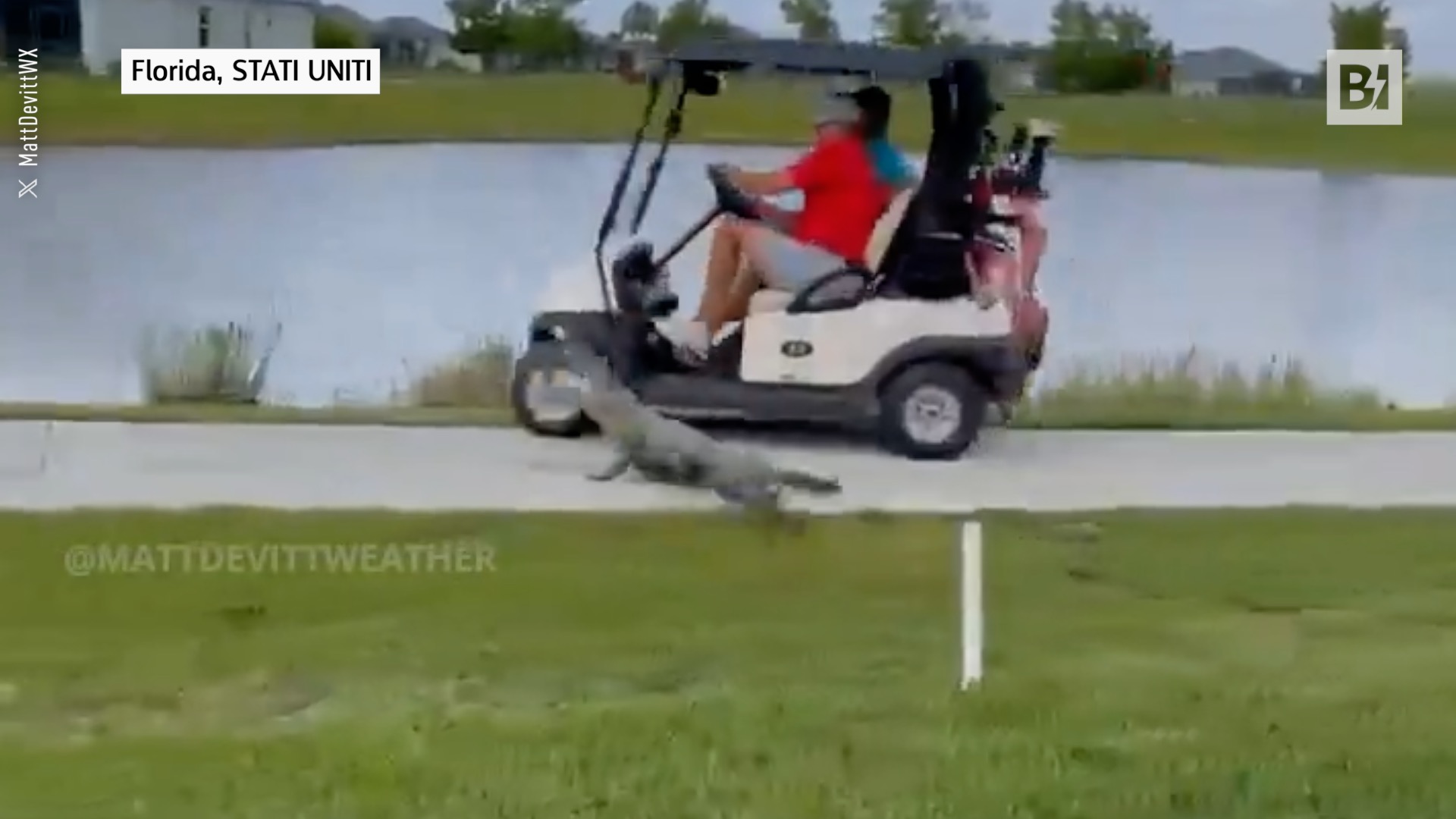 L’alligatore li attacca: che paura per i golfisti