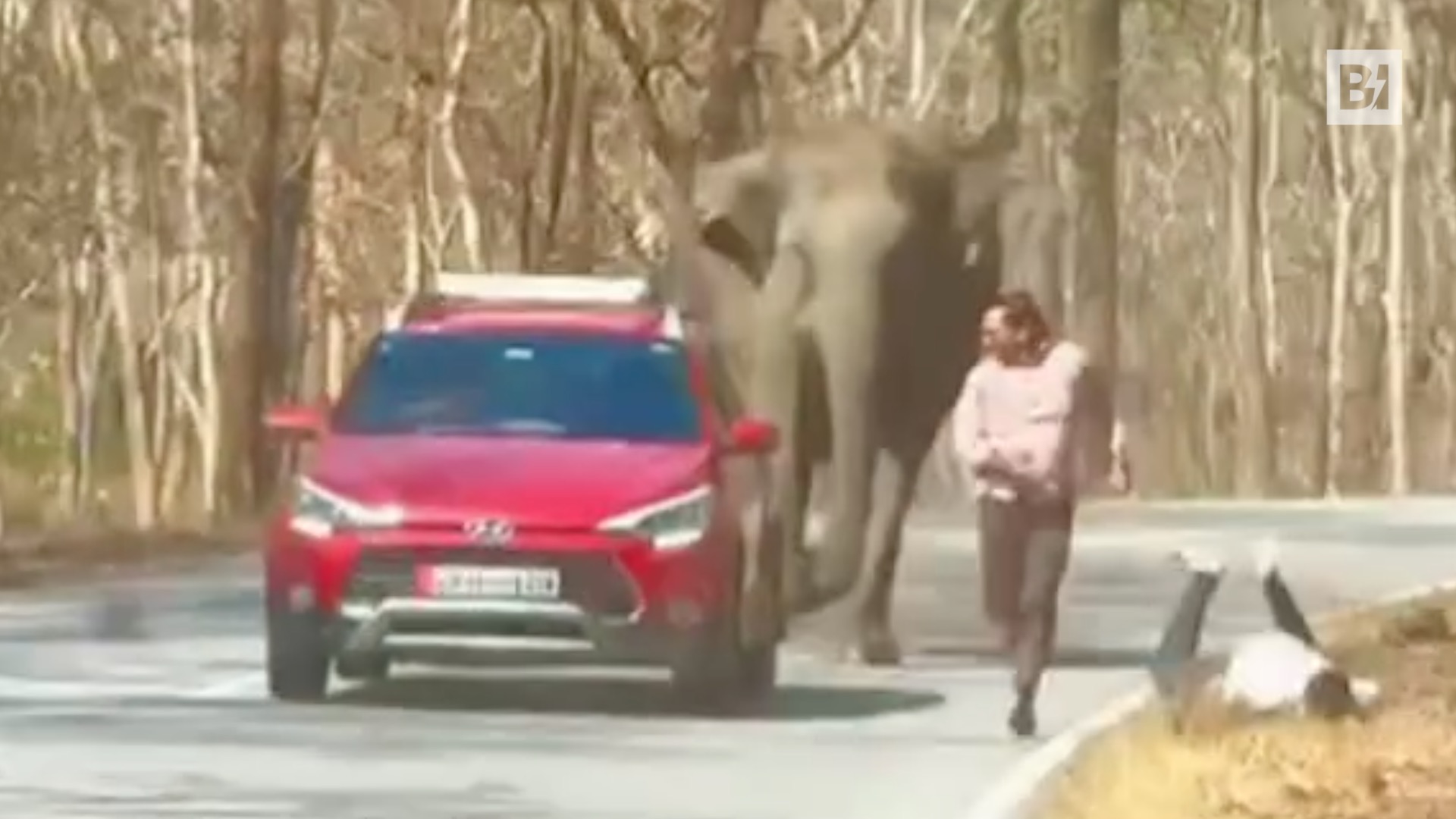 India, perseguida por el elefante para... un selfie