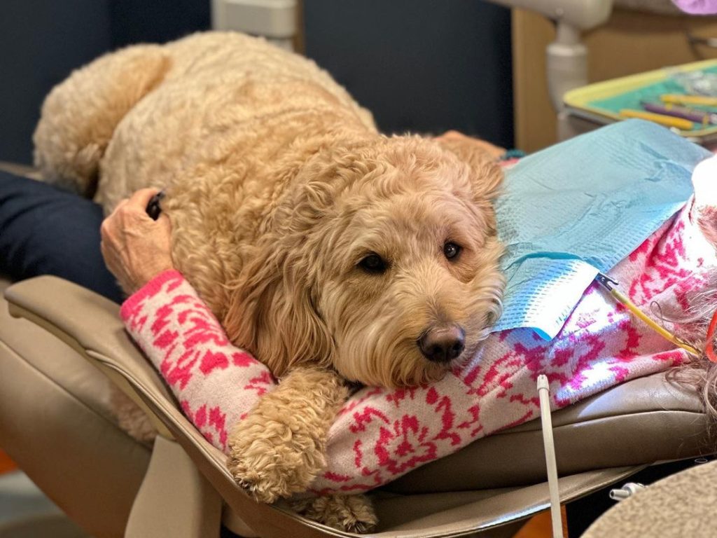 Dentista "anestetizza" pazienti usando un cane: riduce l'ansia