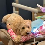Dentista "anestetizza" pazienti usando un cane: riduce l'ansia