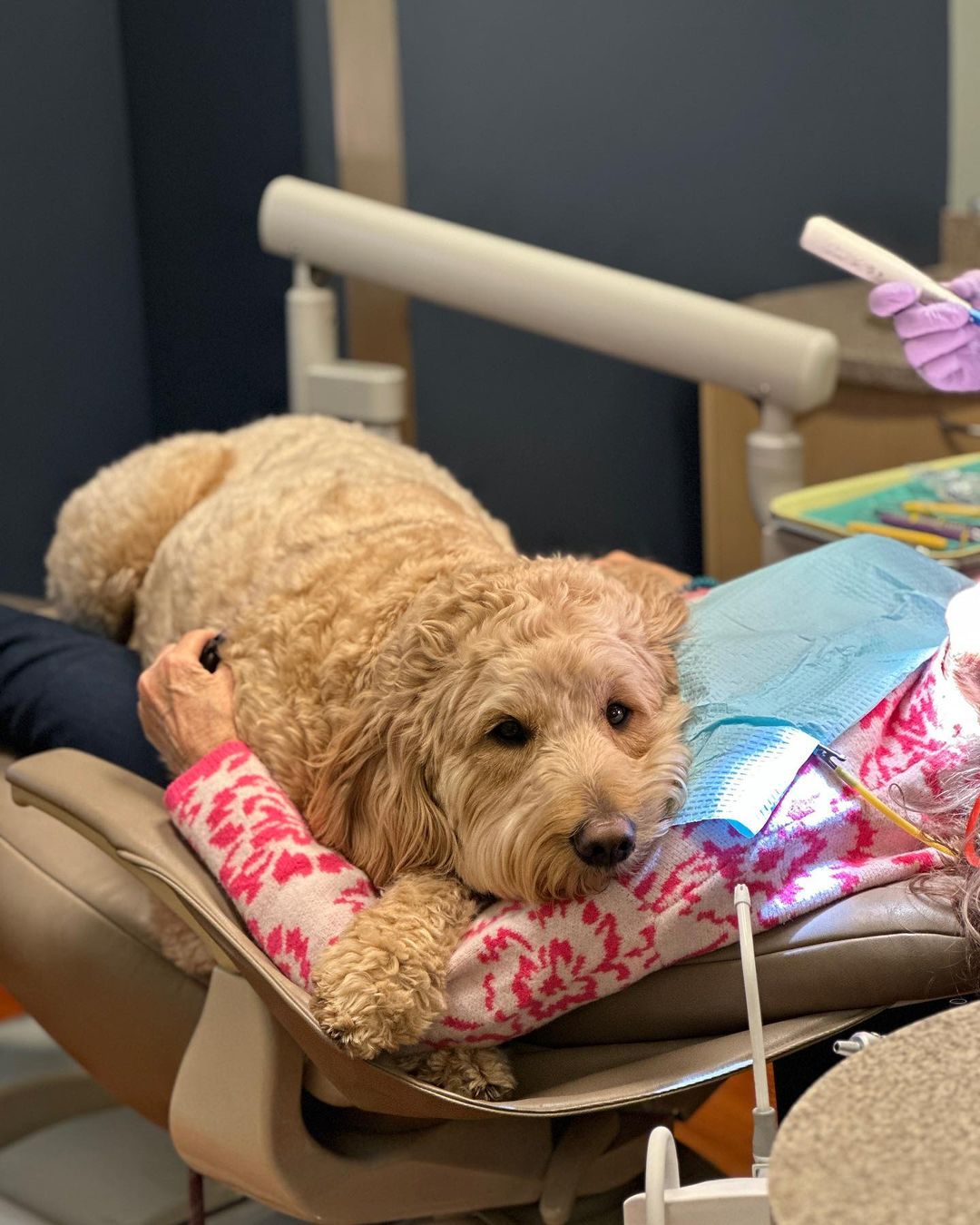 Dentista "anestetizza" pazienti usando un cane: riduce l'ansia