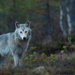 Studio rivela, i lupi di Chernobyl mutati dalle radiazioni resistono ai tumori
