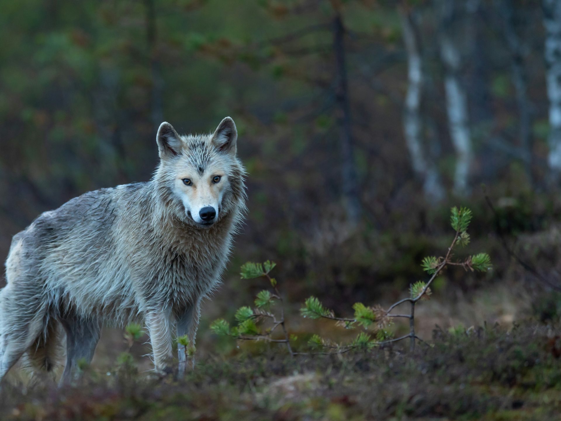 Une étude révèle que les loups de Tchernobyl mutés par des tumeurs résistantes aux radiations