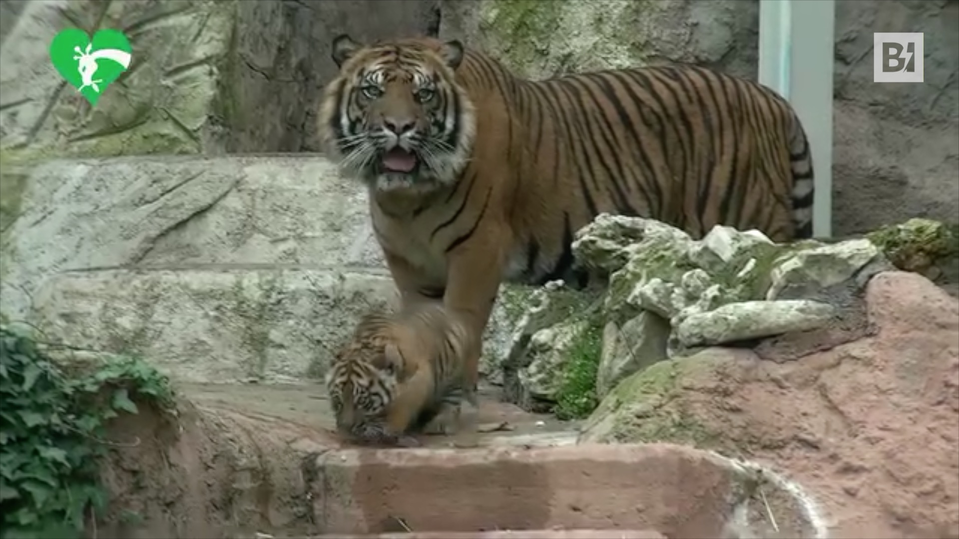 La prima passeggiata di Kala, la tigre di…