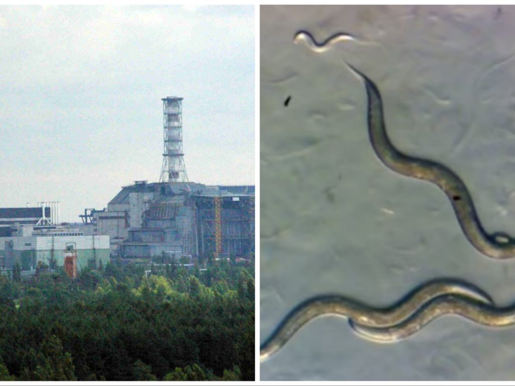 Les vers de Tchernobyl ont développé un « super pouvoir » qui aidera à vaincre le cancer