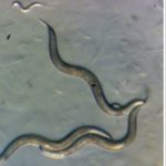 I vermi di Chernobyl hanno sviluppato un "superpotere" che servirà a battere il cancro