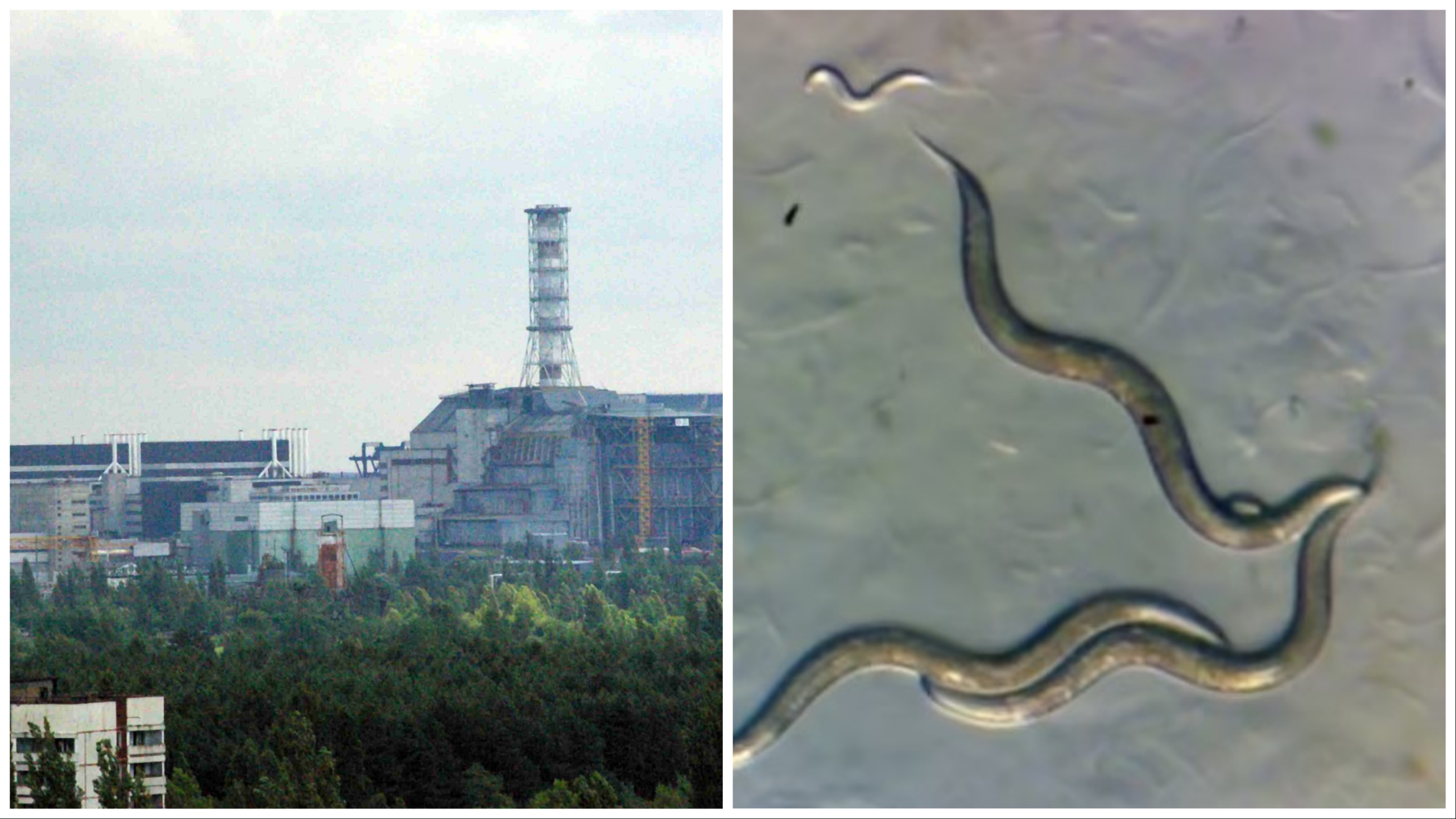 I vermi di Chernobyl hanno sviluppato un "superpotere" che servirà a battere il cancro