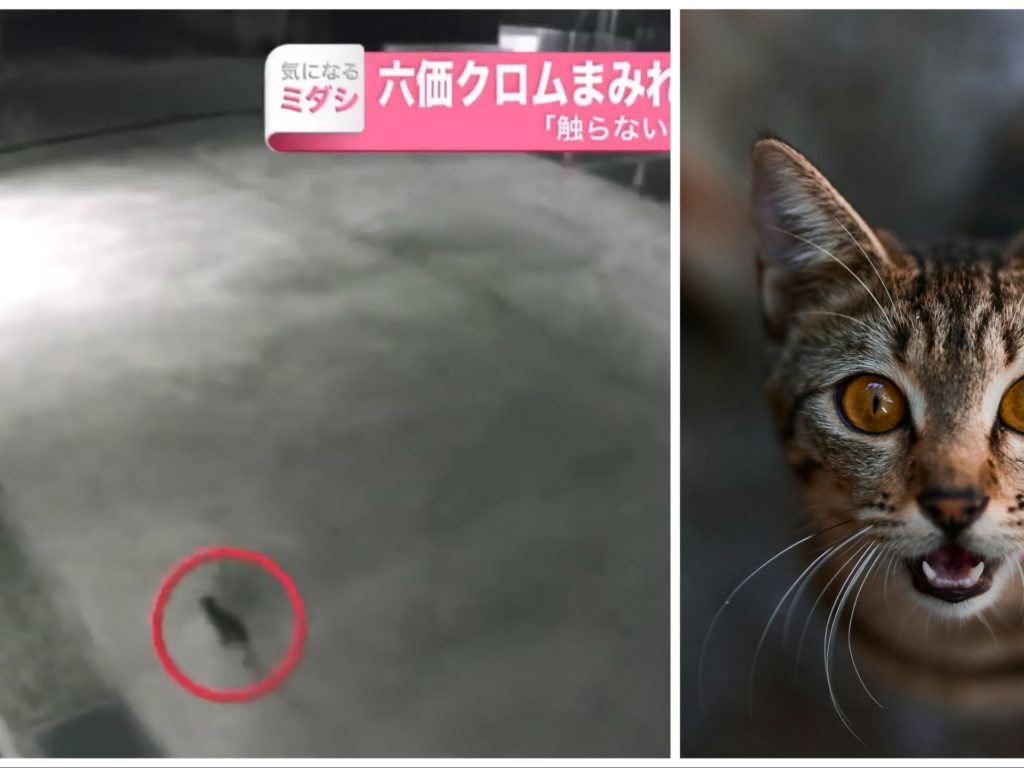 Un chat errant tombe dans un réservoir de produits chimiques et devient cancérigène