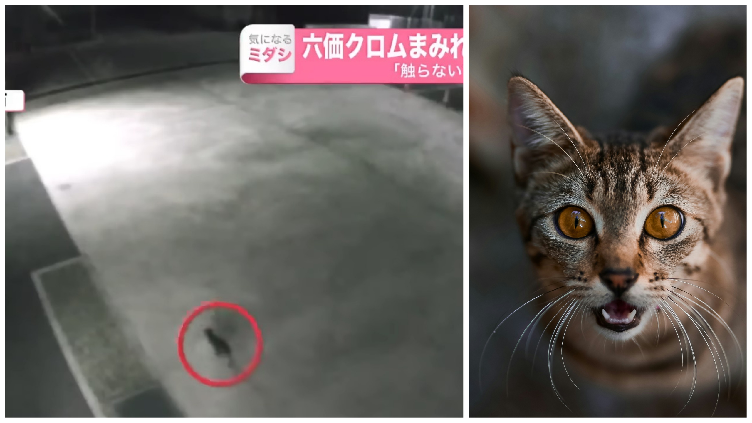 Gatto randagio cade in vasca di sostanze chimiche e diventa cancerogeno