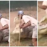 Allevatore coccodrilli azzannato all'inguine: quasi evirato, video shock