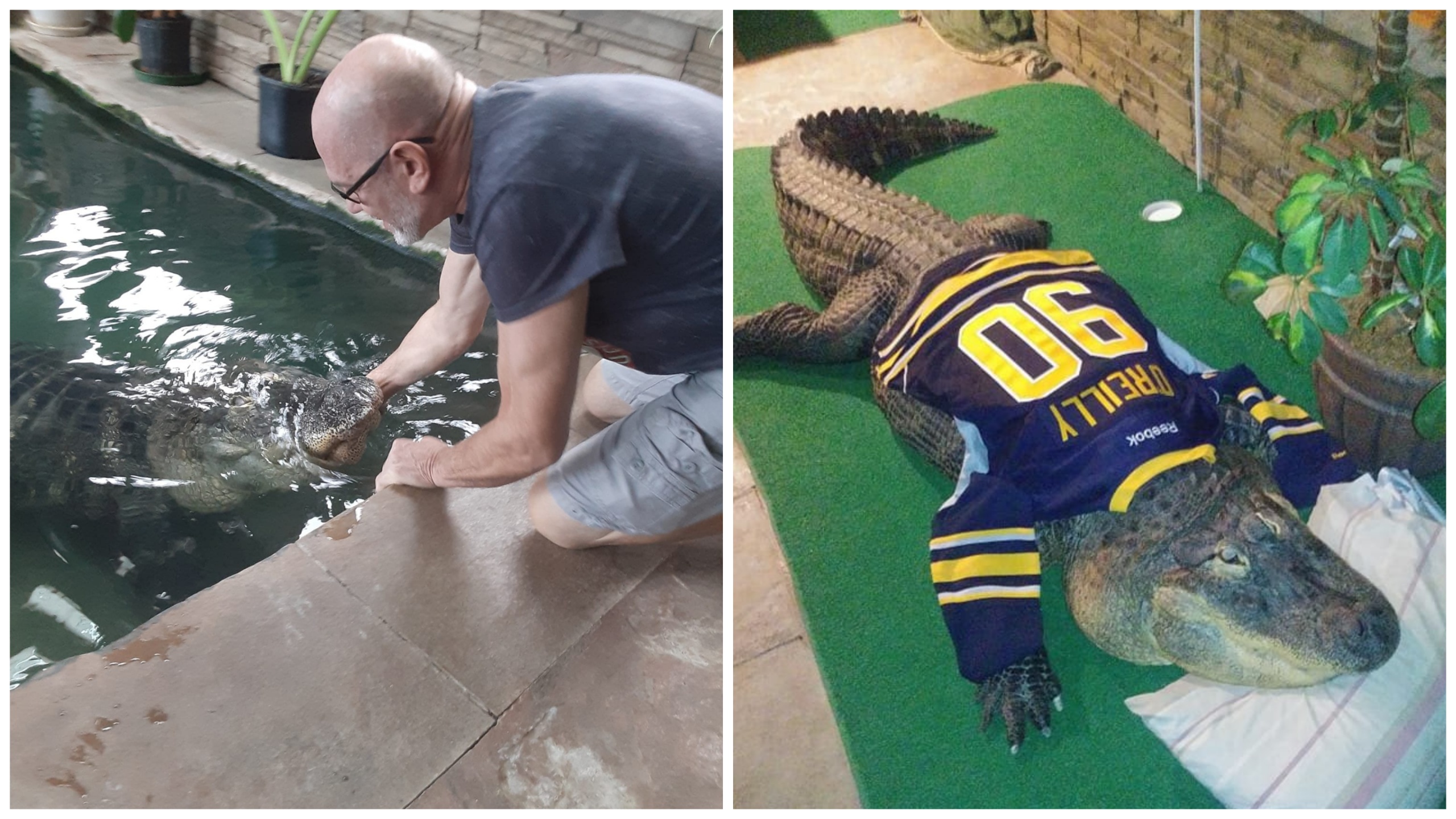 Sequestrato alligatore in casa, proprietario protesta: è un animale domestico