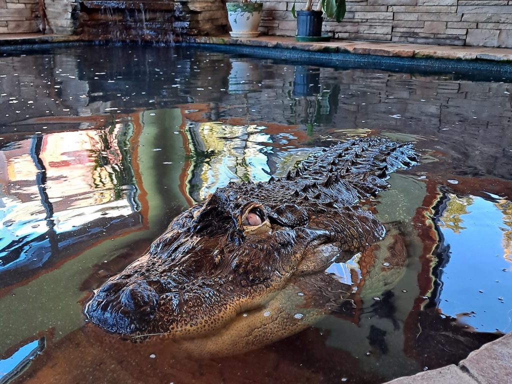 Alligator aus Haus beschlagnahmt, Besitzer protestiert: Es ist ein Haustier