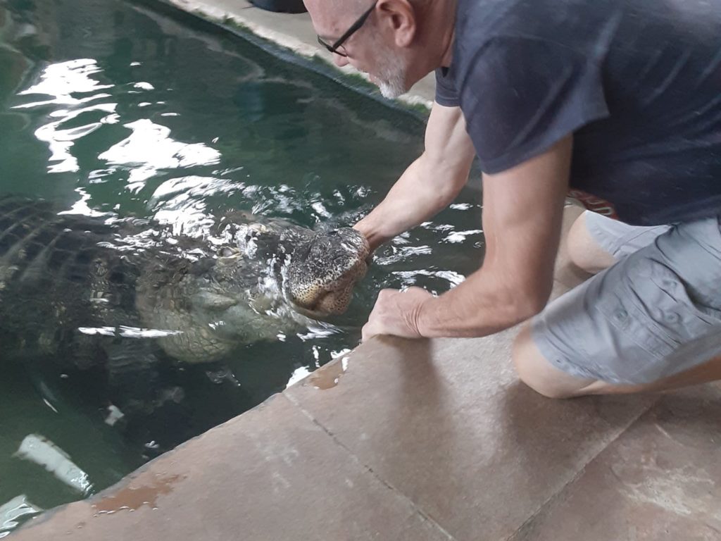 Cocodrilo secuestrado en casa, su dueño protesta: es una mascota