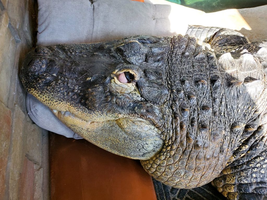 Cocodrilo secuestrado en casa, su dueño protesta: es una mascota