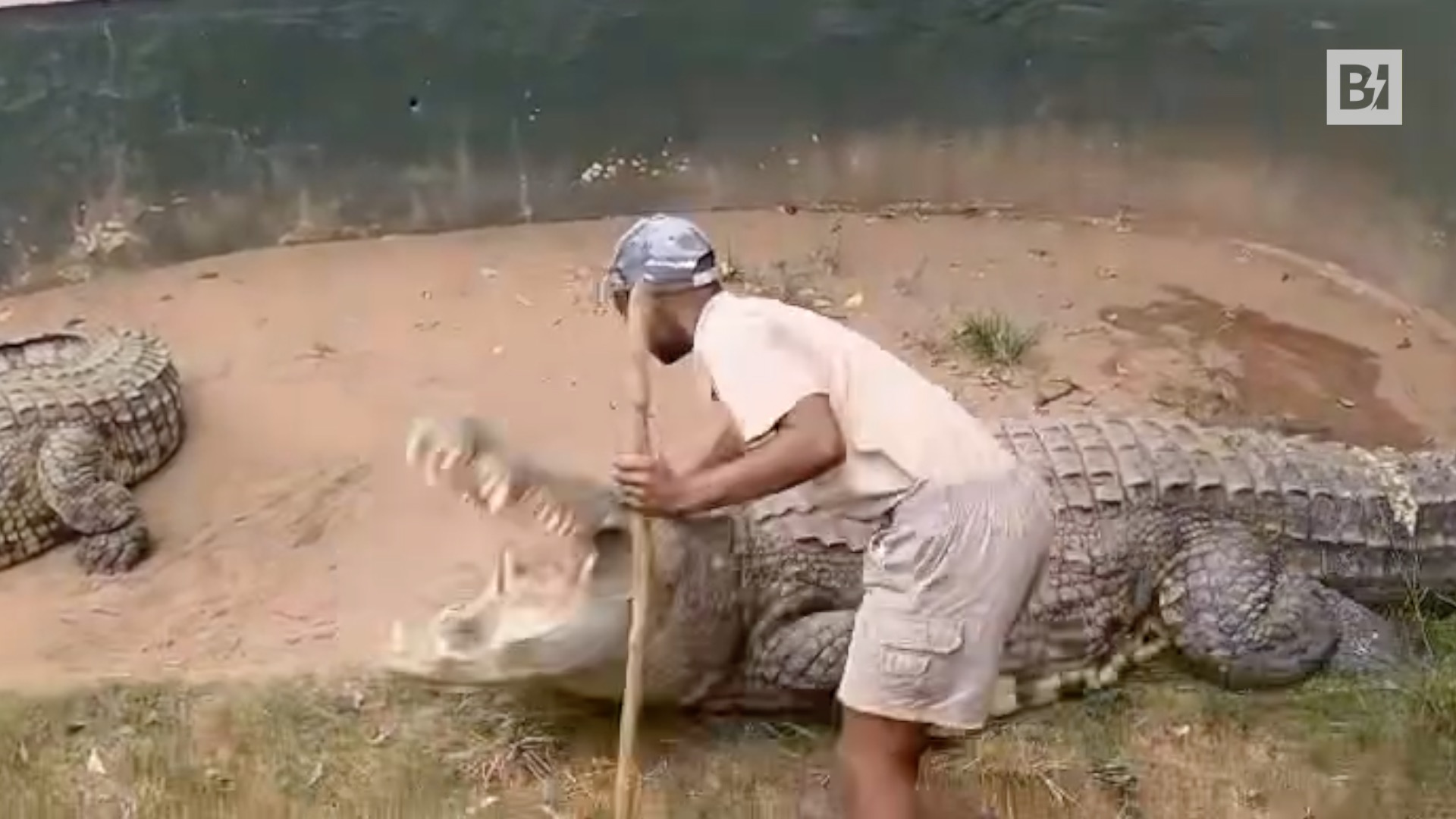 Sudafrica, coccodrillo attacca addestratore durante uno show e…