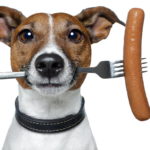 Uomo trovato svenuto e senza il pene, la polizia: lo ha mangiato il suo cane