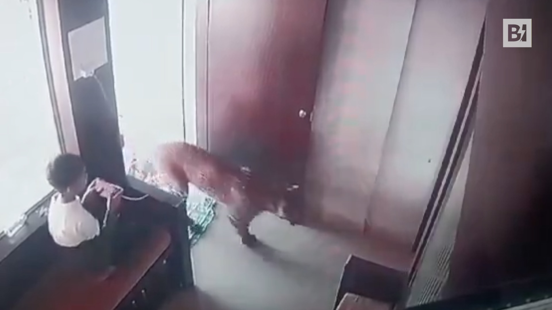 A tu per tu col leopardo: il 12enne…