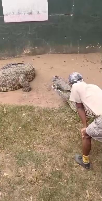 Criador de cocodrilos mordido en la ingle: casi castrado, video impactante