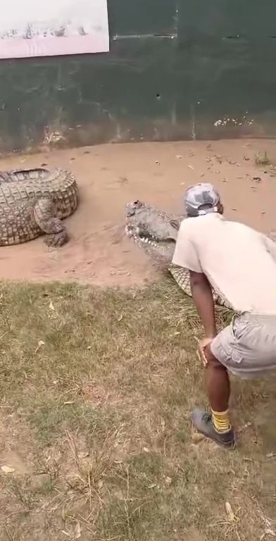 Criador de cocodrilos mordido en la ingle: casi castrado, video impactante