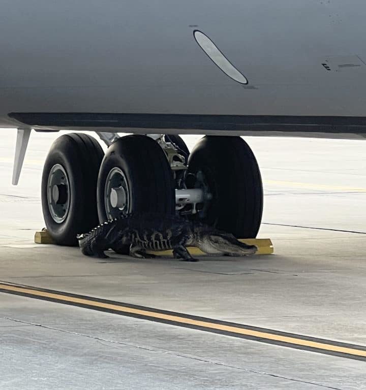 Alligator blockiert einen amerikanischen Luftwaffenstützpunkt: Er war unter einem Flugzeug eingeschlafen