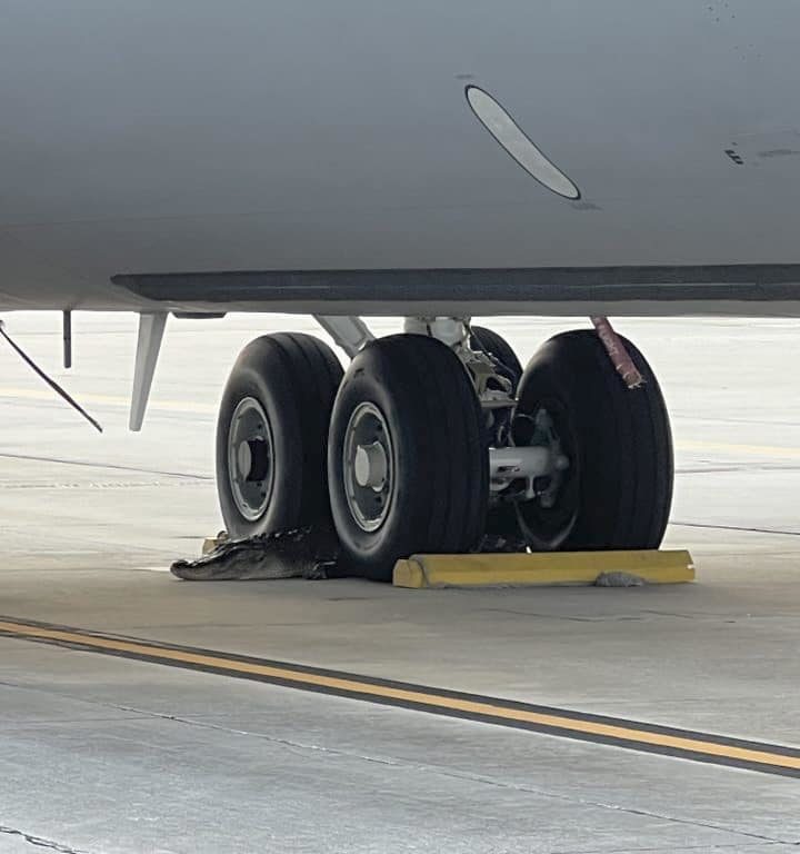 Un caimán bloquea una base aérea estadounidense: se había quedado dormido debajo de un avión