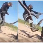 Usano un boa come corda per saltare video shock sul serpente abusato è virale