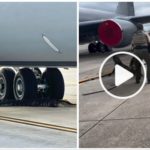 Un caimán bloquea una base aérea estadounidense: se había quedado dormido debajo de un avión