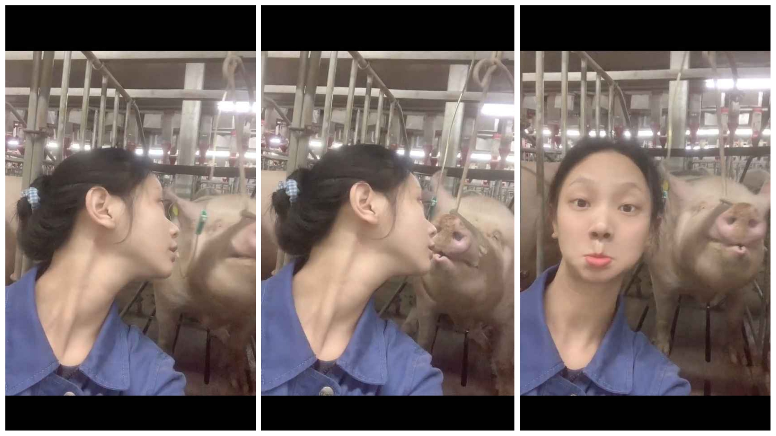 Un éleveur de porcs parle de la vie sur les réseaux sociaux et devient une star