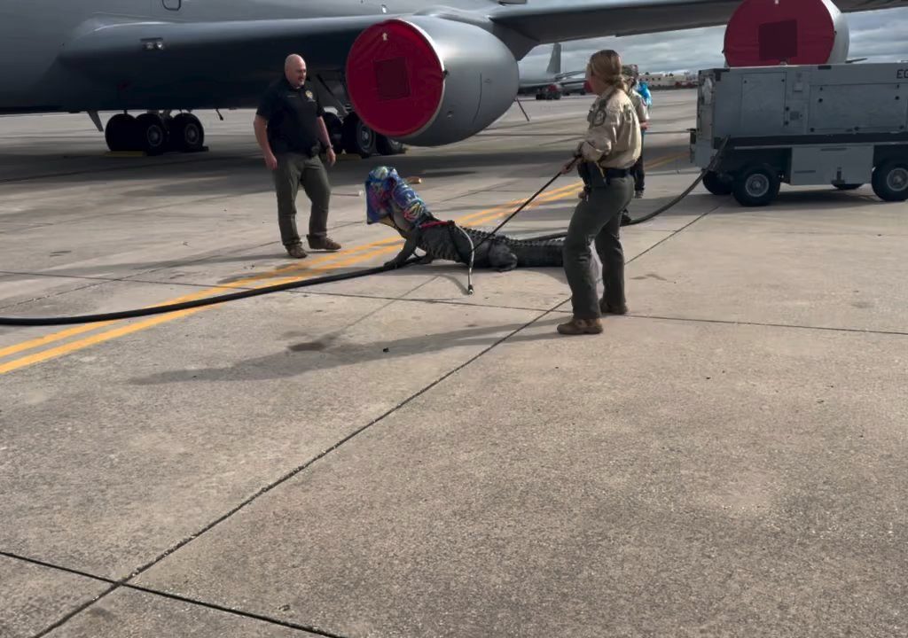 Alligator blockiert einen amerikanischen Luftwaffenstützpunkt: Er war unter einem Flugzeug eingeschlafen