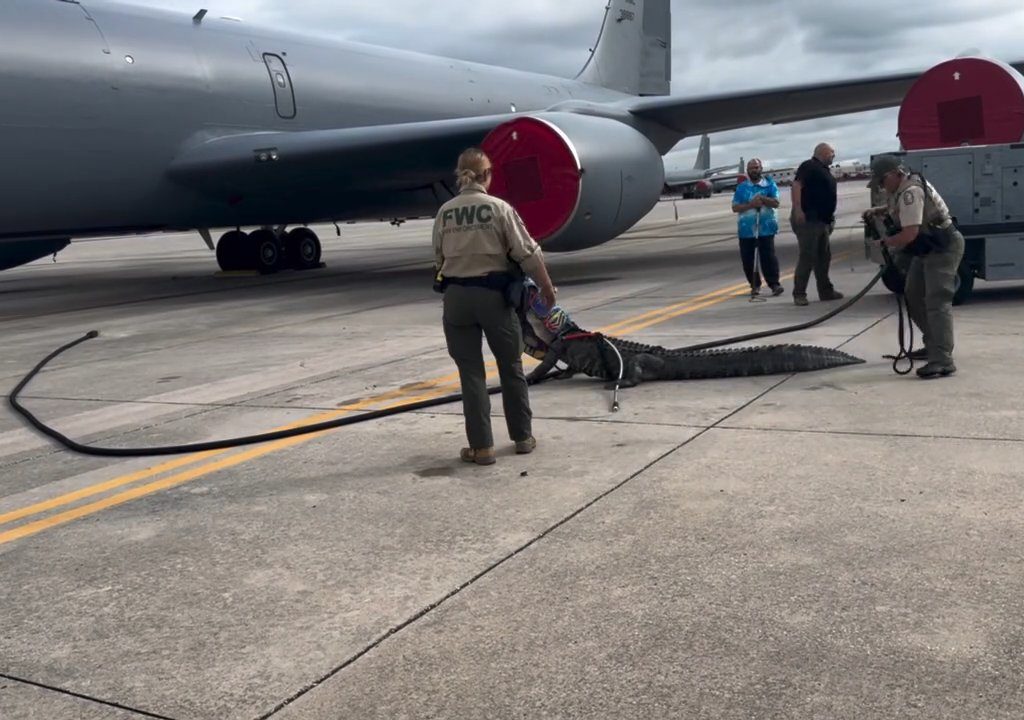 Un caimán bloquea una base aérea estadounidense: se había quedado dormido debajo de un avión