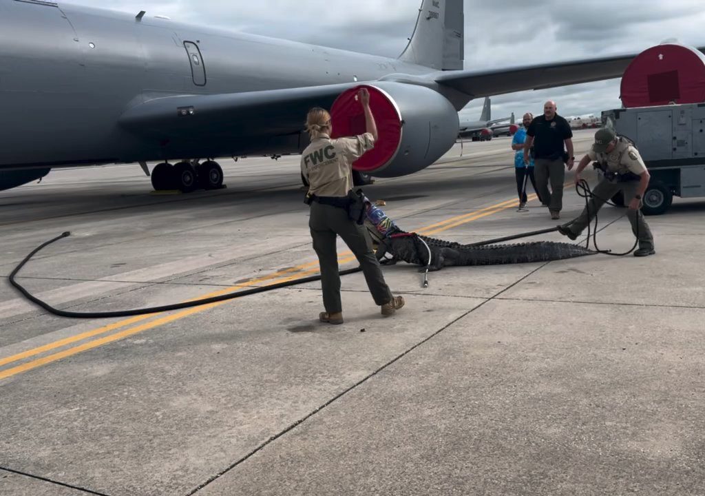 Alligator blockiert einen amerikanischen Luftwaffenstützpunkt: Er war unter einem Flugzeug eingeschlafen