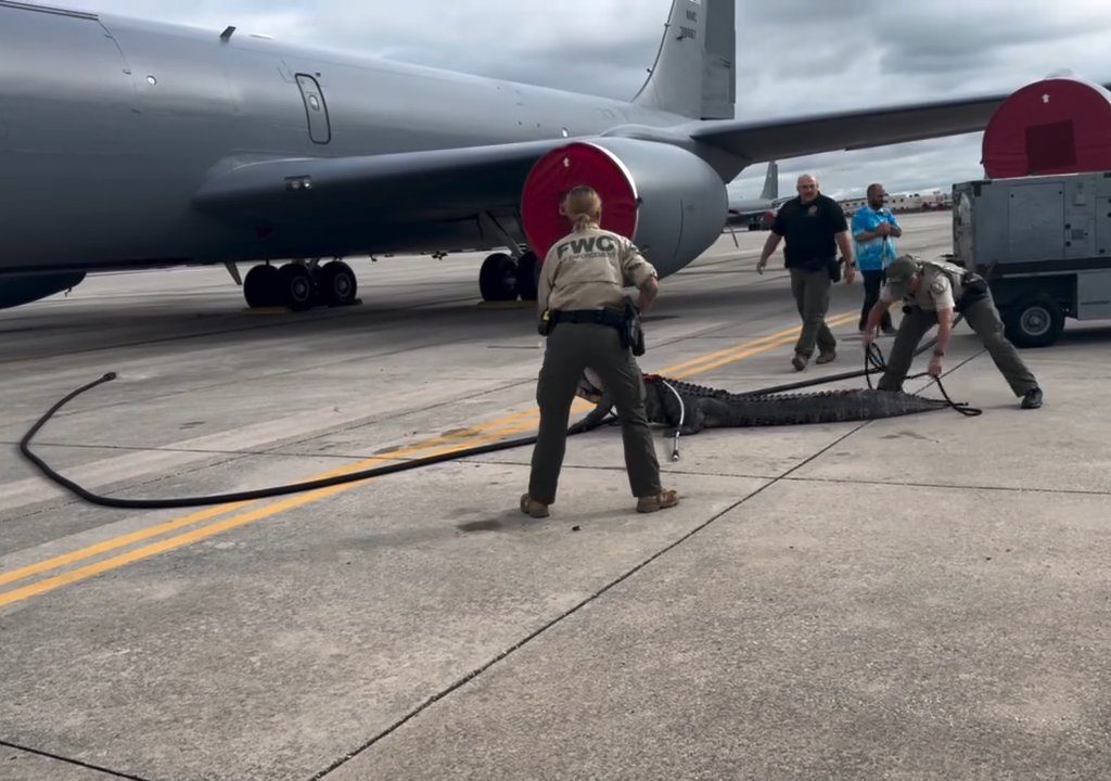 Alligator blockiert einen amerikanischen Luftwaffenstützpunkt: Er war unter einem Flugzeug eingeschlafen