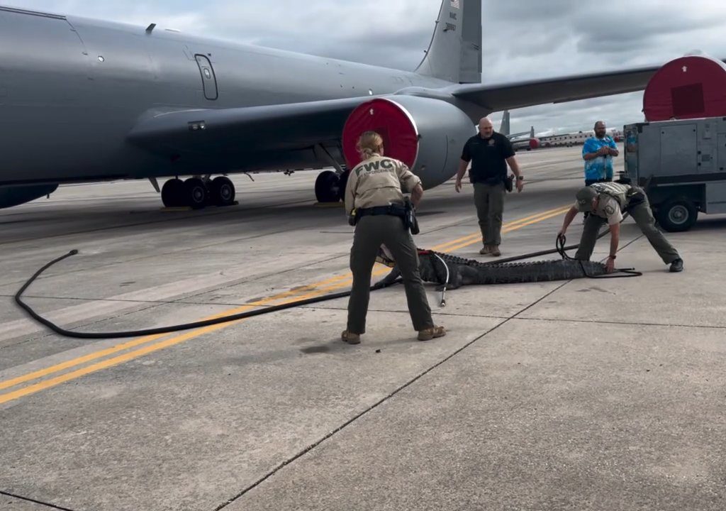 Un caimán bloquea una base aérea estadounidense: se había quedado dormido debajo de un avión