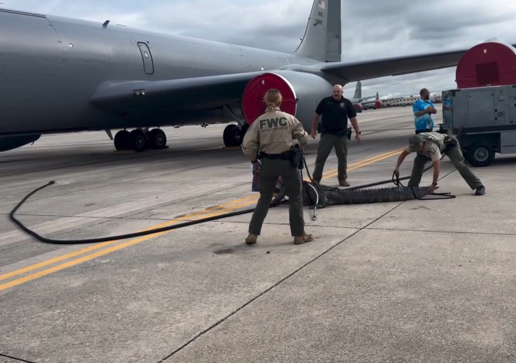 Un caimán bloquea una base aérea estadounidense: se había quedado dormido debajo de un avión