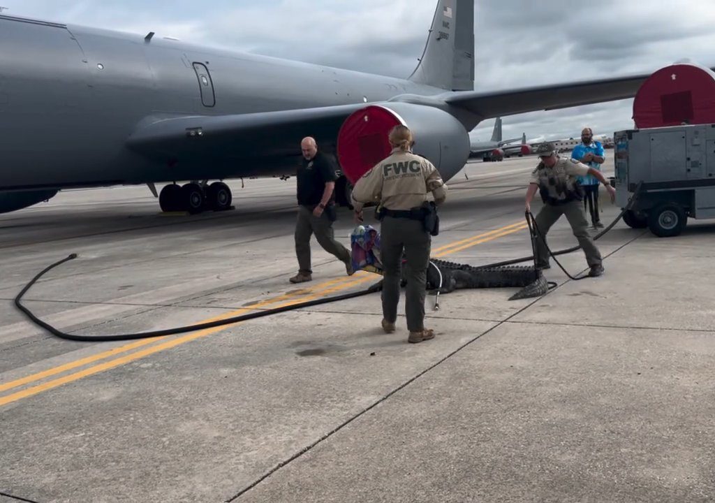 Un caimán bloquea una base aérea estadounidense: se había quedado dormido debajo de un avión