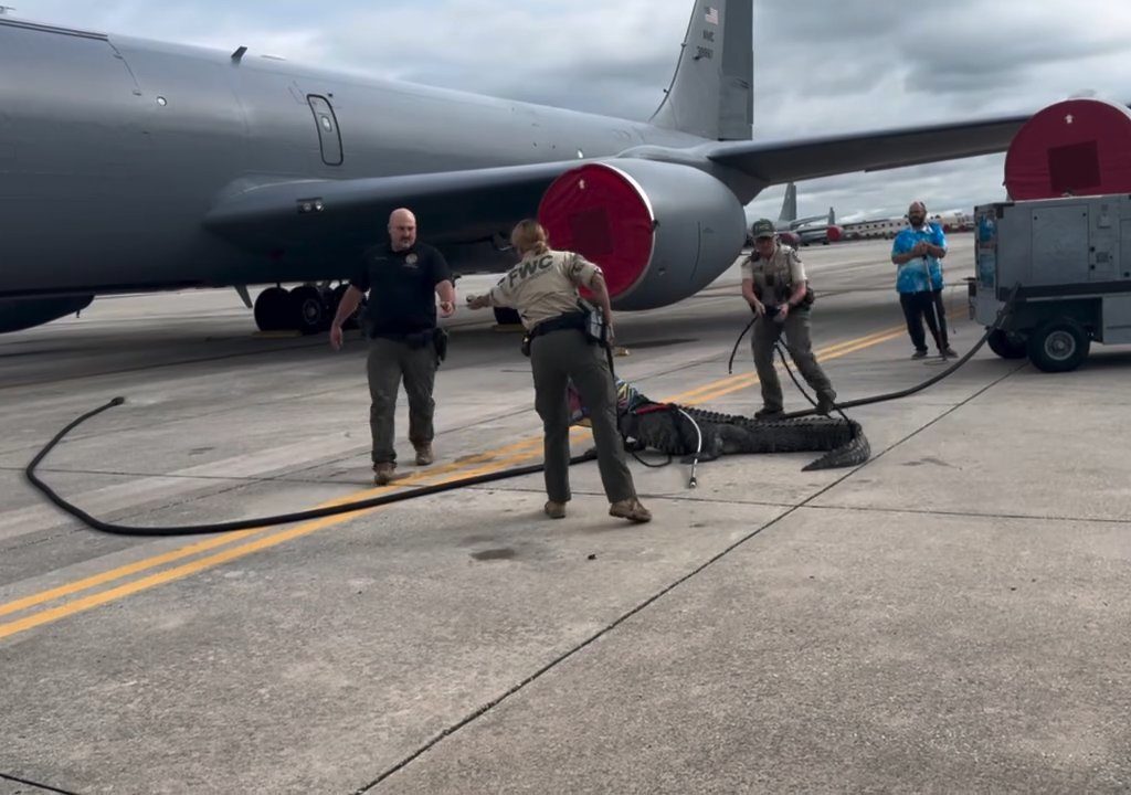 Alligator blockiert einen amerikanischen Luftwaffenstützpunkt: Er war unter einem Flugzeug eingeschlafen