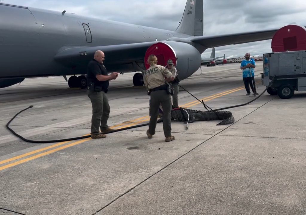 Alligator blockiert einen amerikanischen Luftwaffenstützpunkt: Er war unter einem Flugzeug eingeschlafen