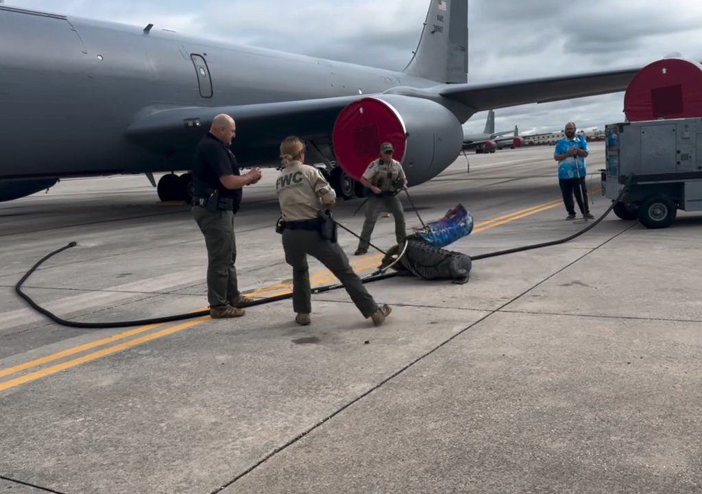 Alligator blockiert einen amerikanischen Luftwaffenstützpunkt: Er war unter einem Flugzeug eingeschlafen