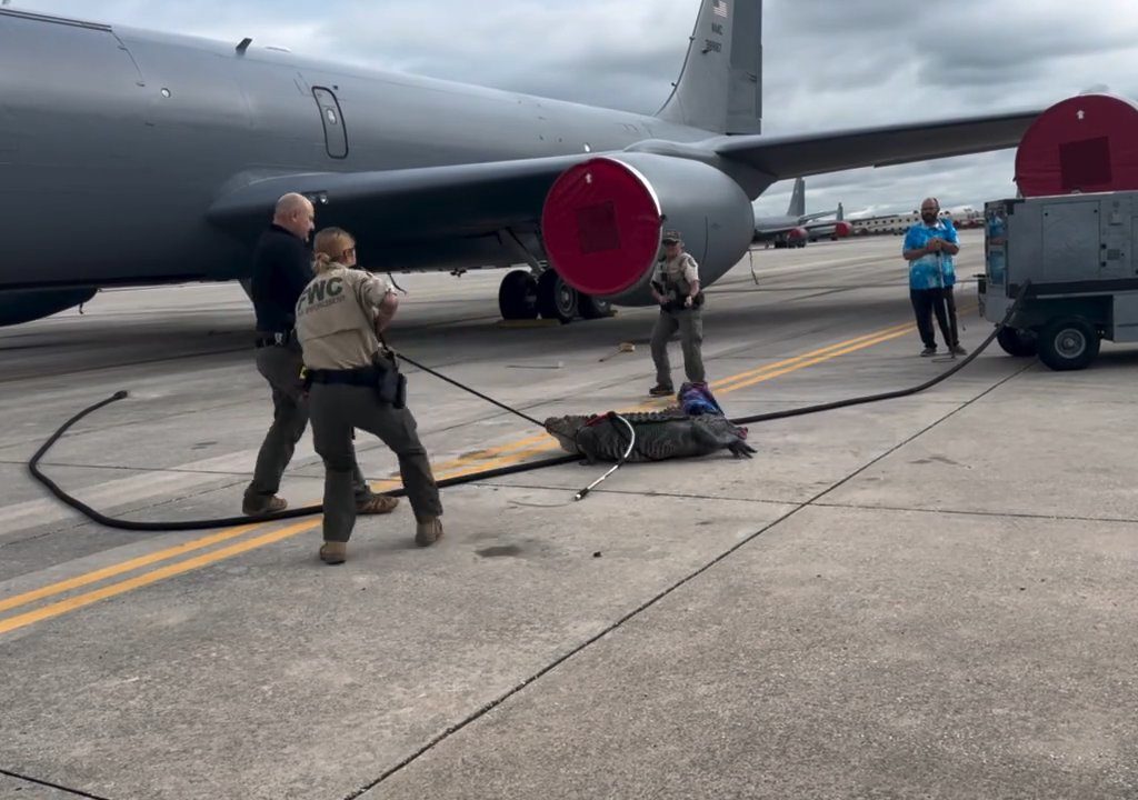 Alligator blockiert einen amerikanischen Luftwaffenstützpunkt: Er war unter einem Flugzeug eingeschlafen