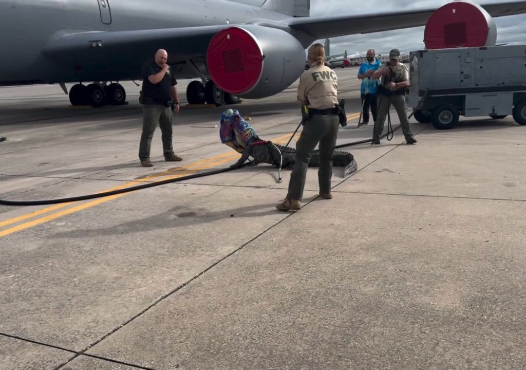 Un caimán bloquea una base aérea estadounidense: se había quedado dormido debajo de un avión