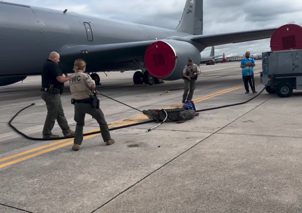 Alligator blockiert einen amerikanischen Luftwaffenstützpunkt: Er war unter einem Flugzeug eingeschlafen