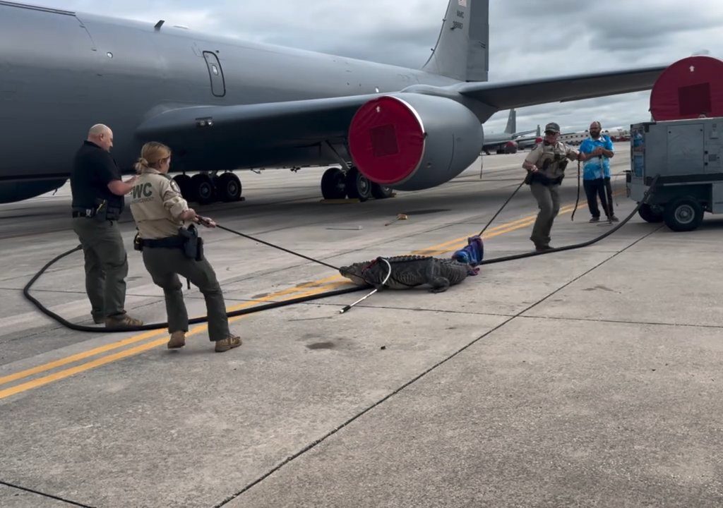 Un caimán bloquea una base aérea estadounidense: se había quedado dormido debajo de un avión